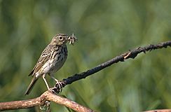 Anthus triviallis (Marek Szczepanek).jpg