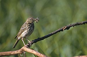 Anthus triviallis (Marek Szczepanek)