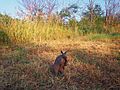 Armadillo on hind legs