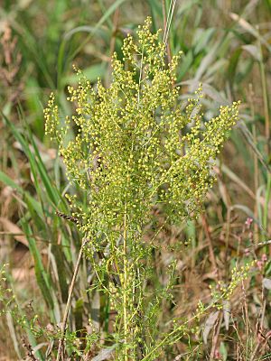 Artemisia annua.jpeg