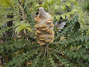 Banksia grandis margaret river2 email