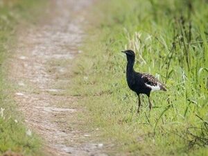 Bengal Florican wiki