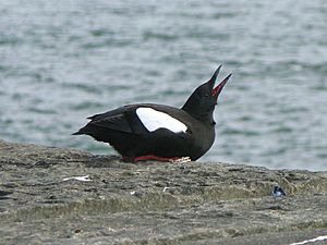 Black Guillemot SMC