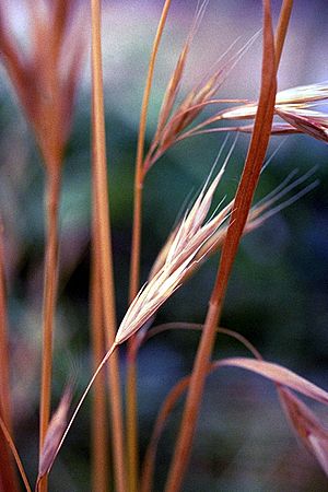 Bromus carinatus NRCS-1.jpg