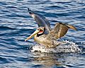 Brown Pelican, Pelagic Boat Trip