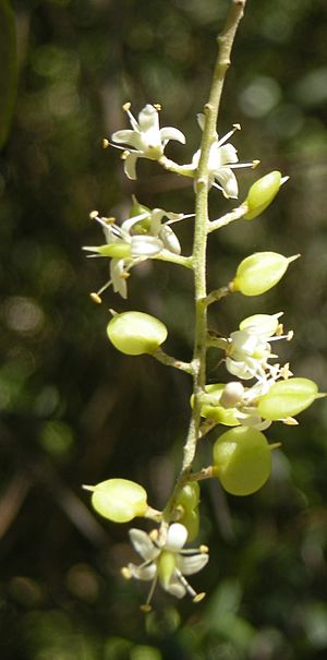 Bursaria spinosa flowers