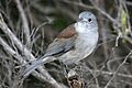 CSIRO ScienceImage 3102 Grey Shrikethrush