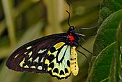 Cairns birdwing - melbourne zoo