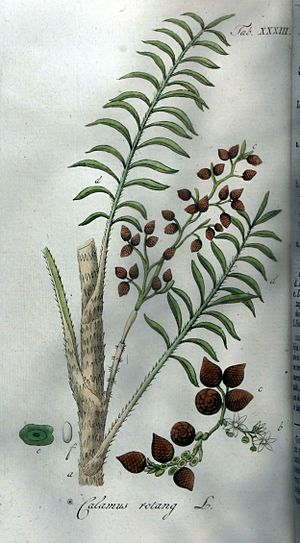 Calamus rotang Ypey33.jpg