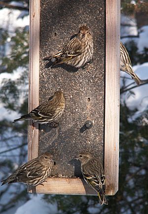 Carduelis pinus CT1