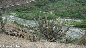 Catatumbo-436