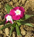 Catharanthus roseus Pacifica Burgundy Halo-Madagascar Periwinkle