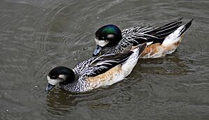 Chiloe wigeon.jpg