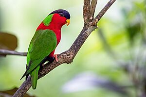 Collared Lory.jpg