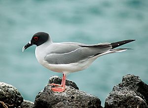 Creagrus furcatus -Galapagos Islands-8.jpg