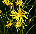 Crepis paludosa ENBLA01