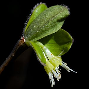 Dirca palustris Arkansas.jpg