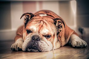 English Bulldog about to sleep