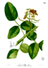 Erythrina glauca Blanco2.326.png