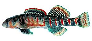 Etheostoma osburni.jpg