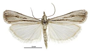 Eudonia crypsinoa male2.jpg