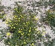 Fireweed (Senecio madagascariensis) in a Central Queensland (Australia) paddock.jpg