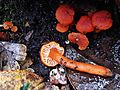 GT Waxcap Hygrocybe