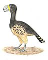 Gastornis giganteus restoration