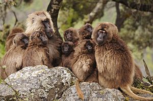 Gelada group