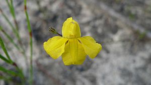 Goodenia dimorpha (6783501985).jpg