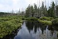 Headwaters Wilderness