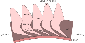 Helicoprion diagram