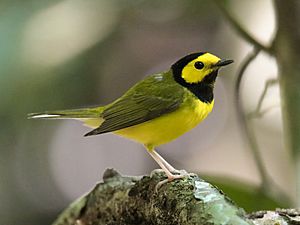 Hooded Warbler