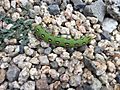 Hyles lineata caterpillar