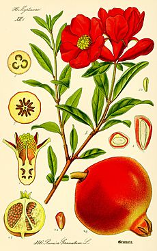 Illustration Punica granatum2