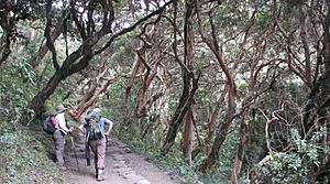 Inca Trail Cloud Forest