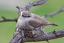 Jacky winter nesting