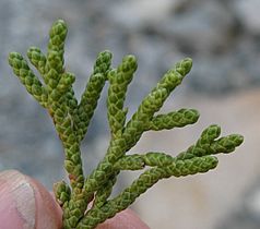 Juniperus occidentalis australis foliage