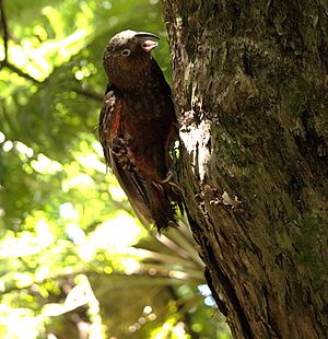 Kaka parrot fledgling