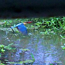 Kingfisher in Cochin