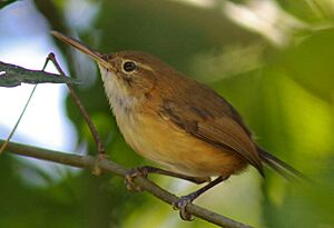 Long-billed Gnatwren.jpg