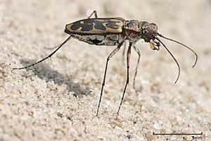 Lophyra sp Tiger beetle edit1.jpg