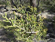 Melaleuca micromera