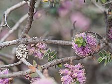 Melaleuca spicigera (fruits)