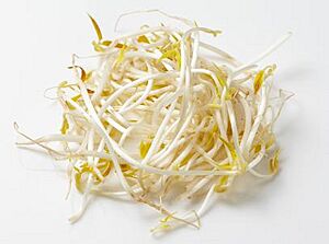 Mung bean sprouts.jpg