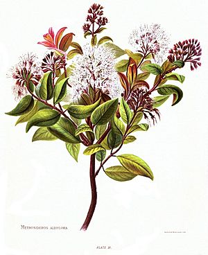 Nfnz d121 metrosideros albiflora.jpg