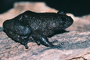 Nyctibatrachus spp