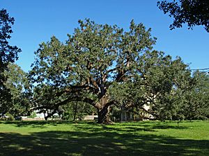 Oak at the Protestant Children's Home Sept 2012