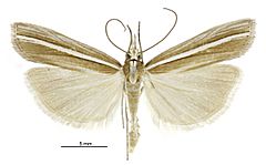 Orocrambus callirrhous male.jpg