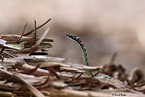 Paradise flying snake (Chrysopelea paradisi)